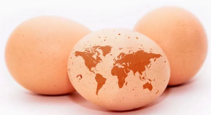市场行情 | 全球多地蛋价再次飙升，原因不止是禽流感！